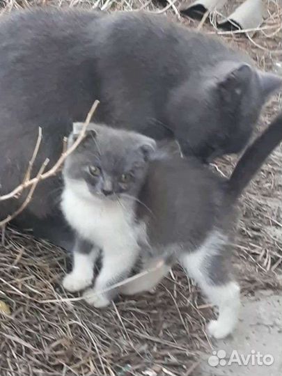 Котики бесплатно