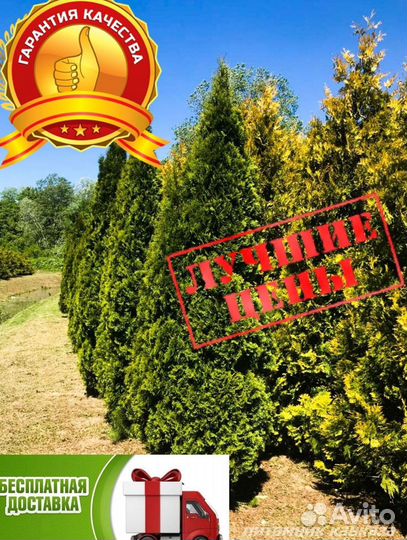 Туя смарагд