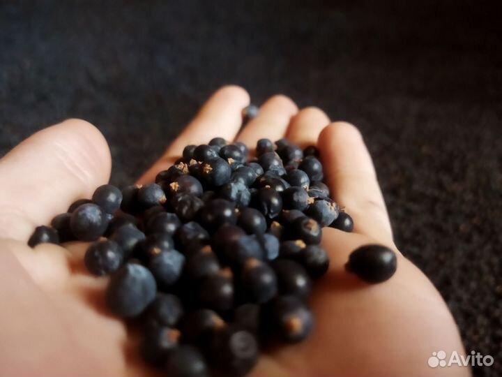 Ягоды можжевельника