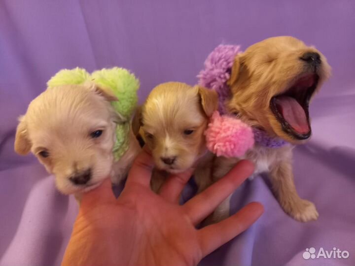 Щенки мальтипу f1 мини vip