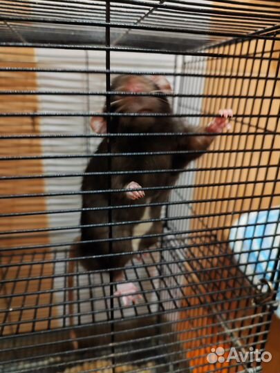 Крысы бесплатно