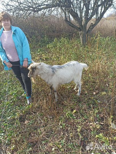 Козлик зааненский