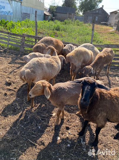 Курдючные бараны овцы
