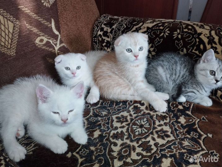 Британские котята