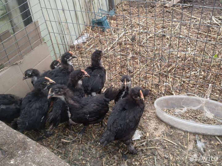 Цыплята французского Марана черно-медного