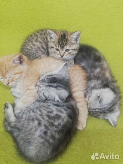 Котята в дар