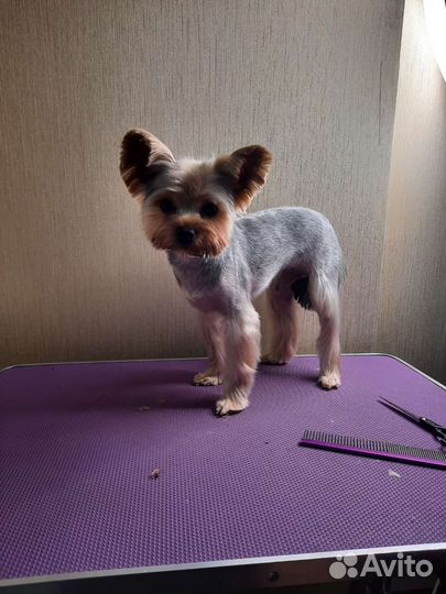 Груминг собак и кошек