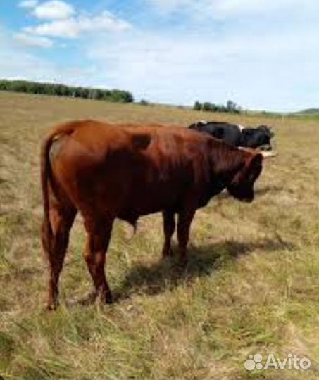 Быки на мясо живым весом или четвертями