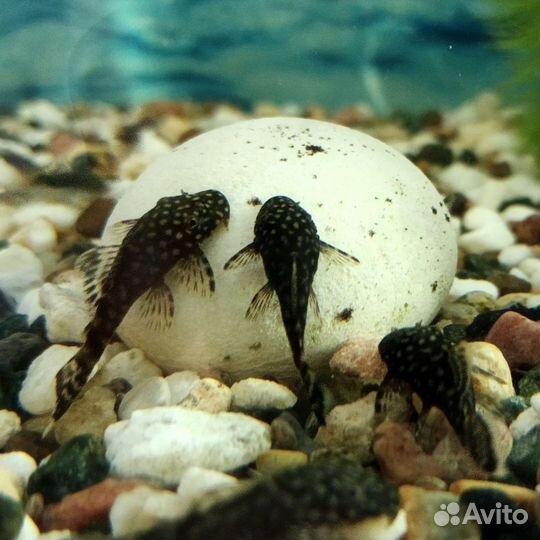 Сом анциструс