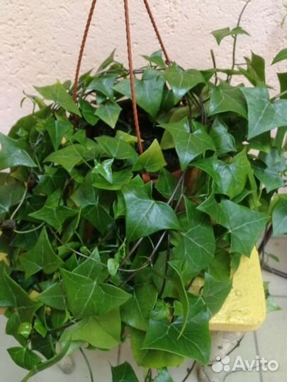 Комнатные растения