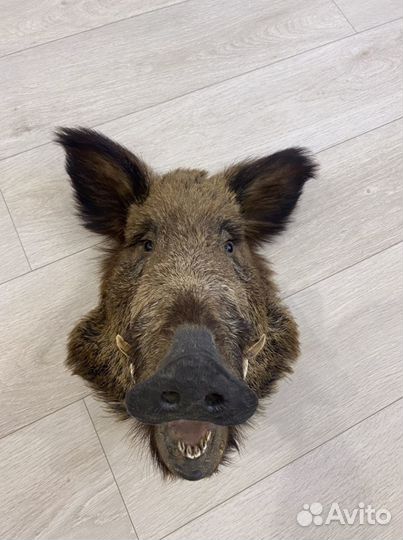 Продам Чучело головы кабана