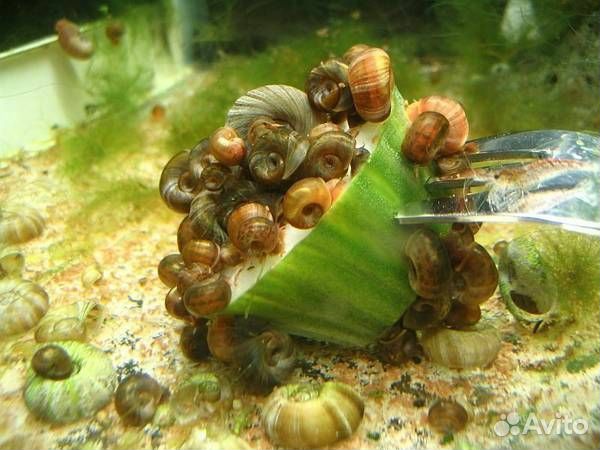 Улитки катушки