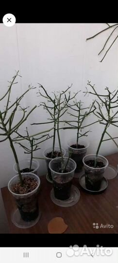 Молочай тирукалли