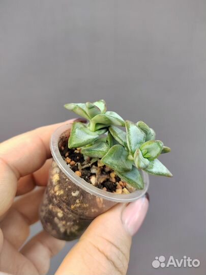 Крассула Рупестрис Хай Волтедж