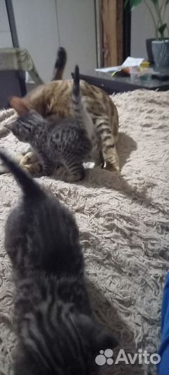 Бенгальские котята