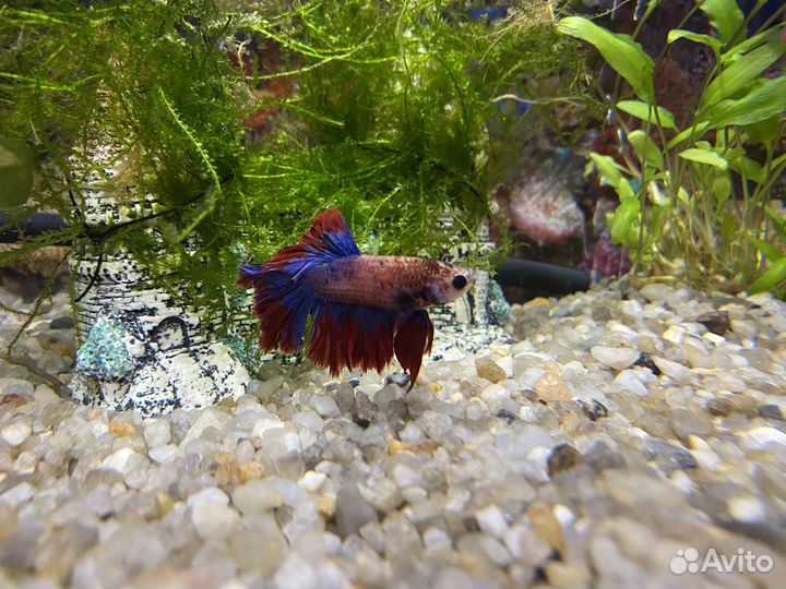 Рыбка петушок