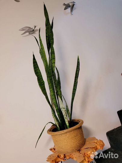 Сансевиерия зейланика