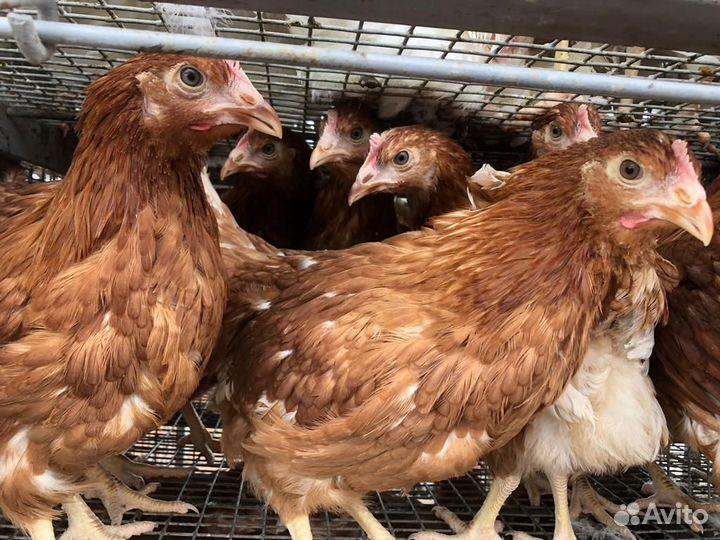 Куры молодки несушки
