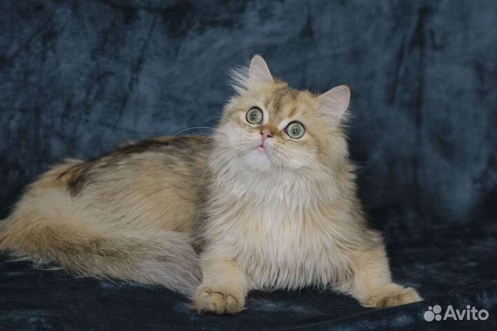 Британская золотая шиншилла