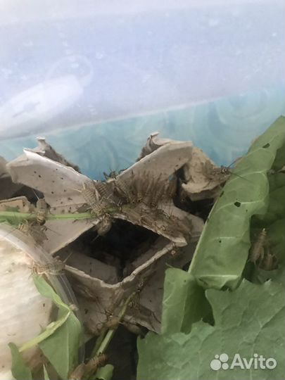 Сверчок домовой живой. Корм для рептилий и стрижей