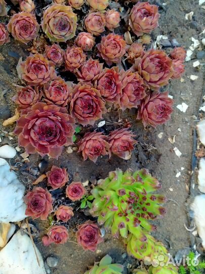 Растения для альпийской горки