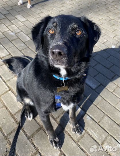 Собака в добрые руки