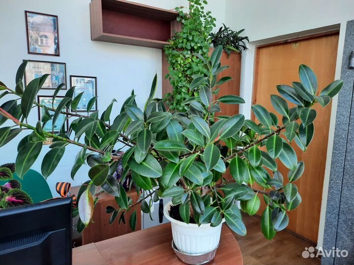 Фикус эластика мелани