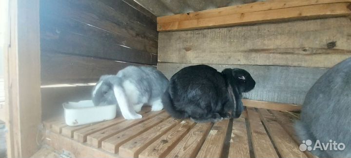 Французский баран