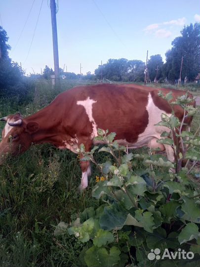 Корова симментальской породы