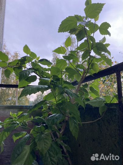 Гибискус китайская роза