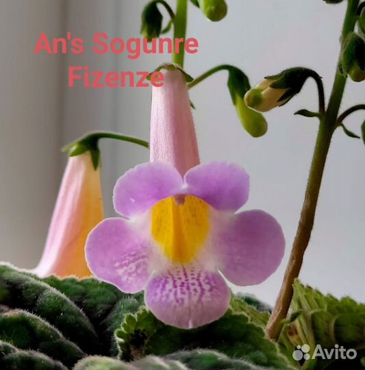 Смитианты набор