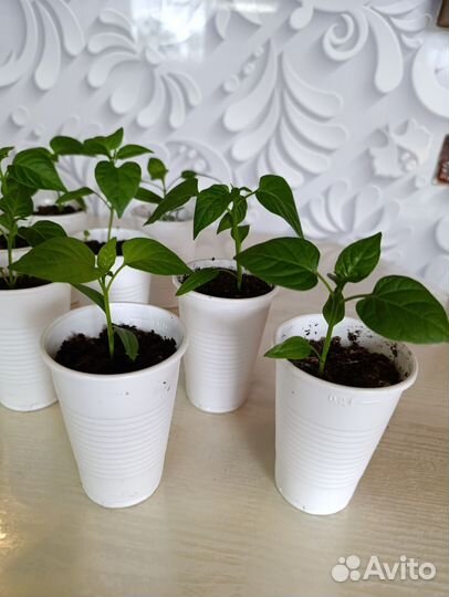 Рассада перца