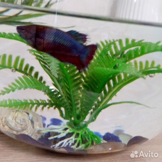 Аквариум с рыбкой