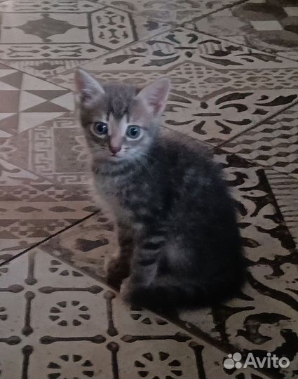 Котята только в добрые руки