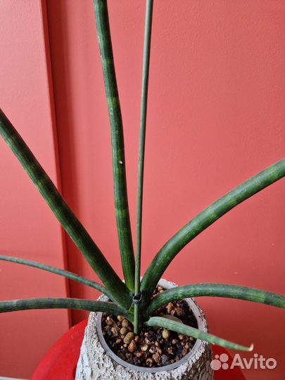 Сансивиерия