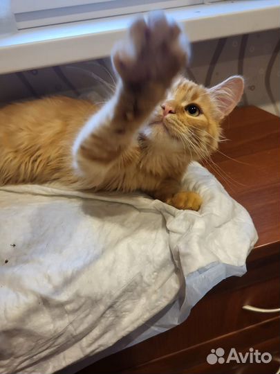 Рыжий котик