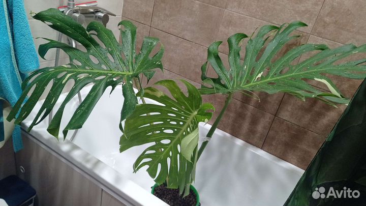 Монстера тайское созвездие