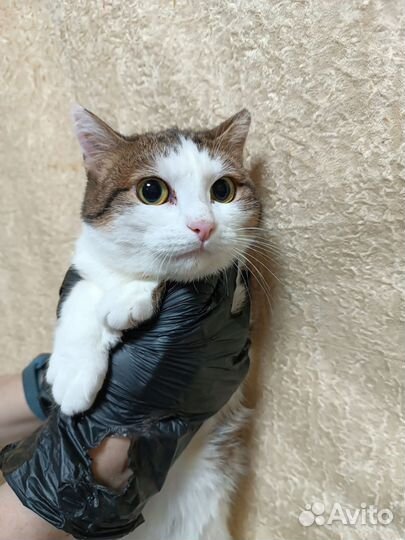 Кошечка в добрые руки