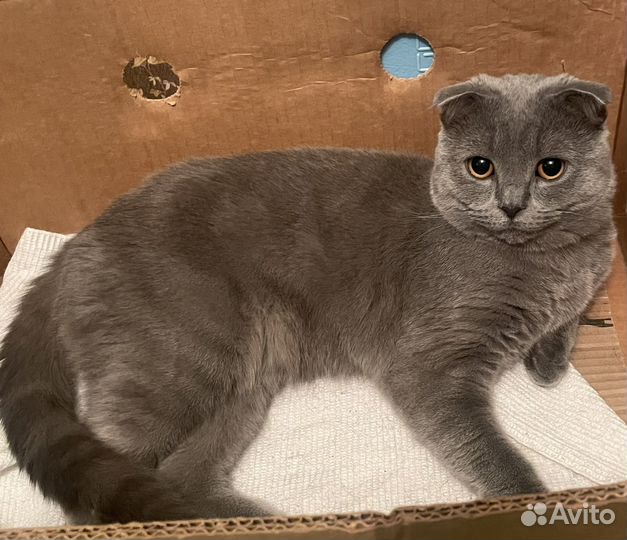 Британский вислоухий кот