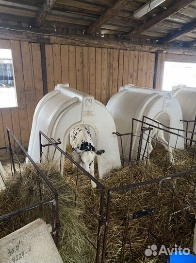 Бычки. Телята