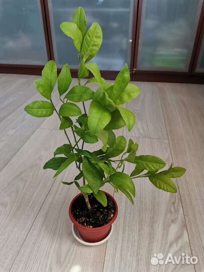 Лимон Мейера плодоносящий (двухлетки)