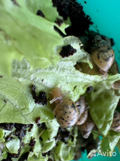Улитки ахатины
