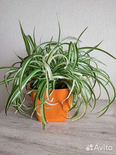 Хлорофитум хохлатый