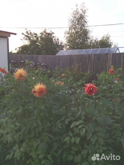 Продам георгины, лук семейны