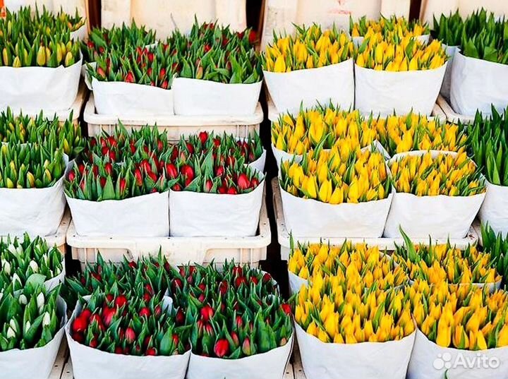 Тюльпаны оптом под заказ