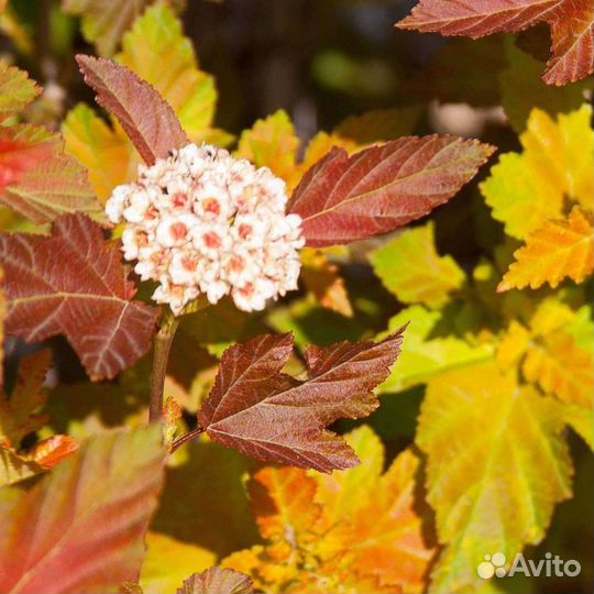 Пузыреплодники для живой изгороди