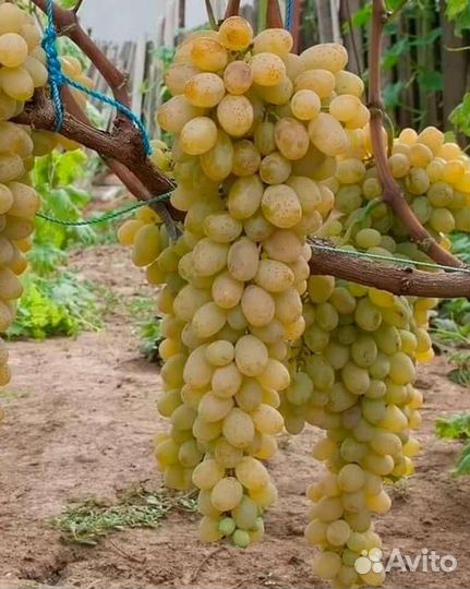 Виноград зимостойкие сорта