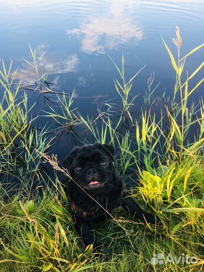 Мопсик вязка