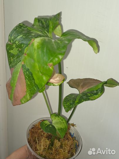 Сингониум Red spot Tricolor