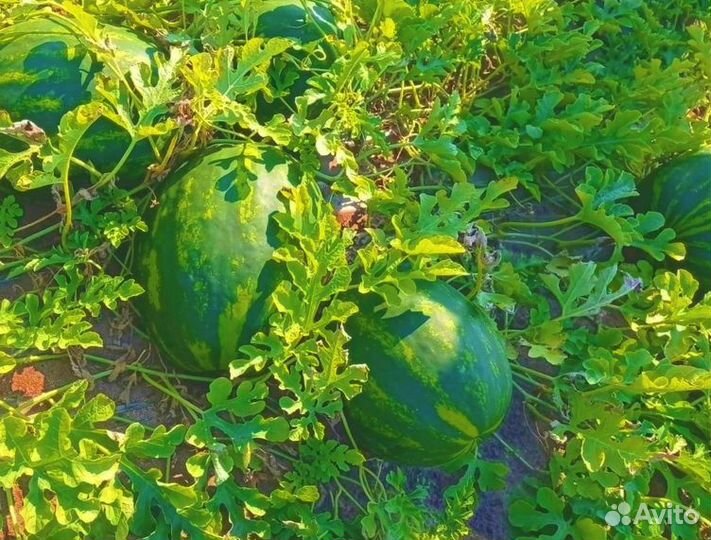 Арбузы Оптом